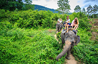 Elephant_Tour_485125375.jpg